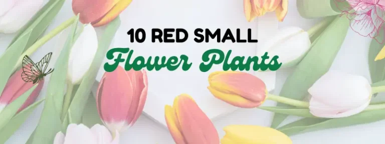 10-red-small-flower-plant
