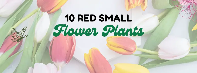 10 Red Flower Plants
