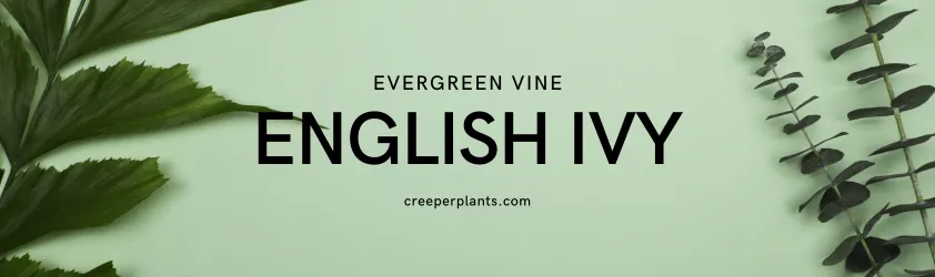 English ivy climbing plant complete online guide