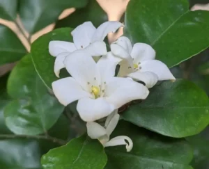 A cluster of small, star-shaped white Madhu Kamini blooms with deep green foliage.