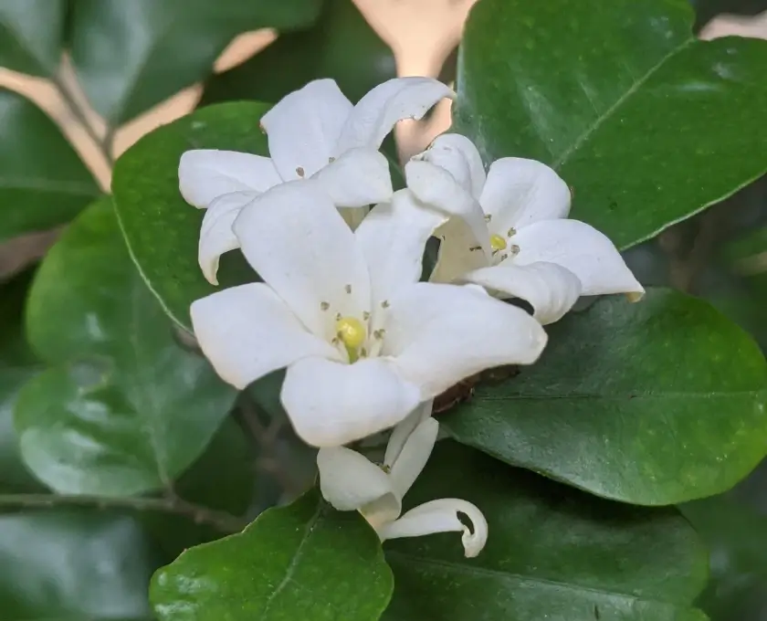 A cluster of small, star-shaped white Madhu Kamini blooms with deep green foliage.