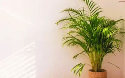 Areca Palm in living room - safe air cleaner for pets