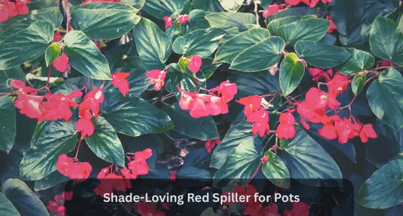 Begonia with lush leaves
