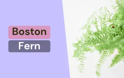 Fluffy Boston Fern in hanging basket