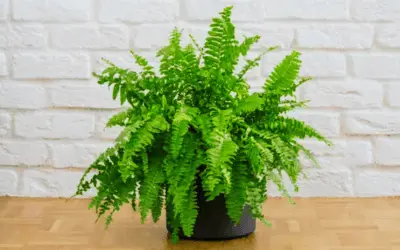 Boston Fern feathery leaves - best bathroom air cleaner