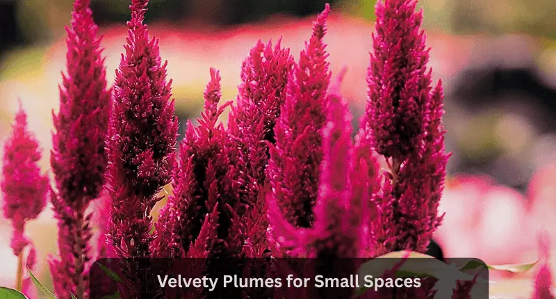 Celosia velvety for small spaces