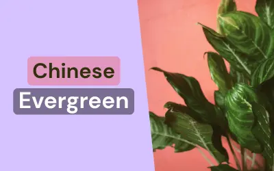 Chinese Evergreen dark green leaves - low light plant