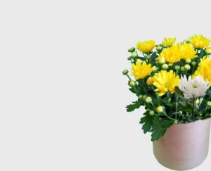 Yellow and white chrysanthemum plants with buds and green leaves growing in a garden pot.