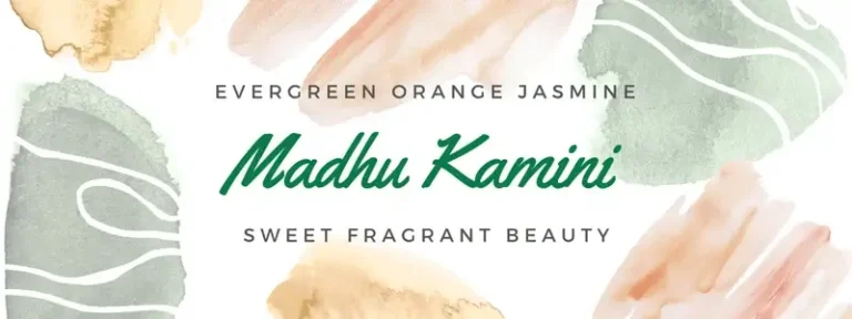 Madhu Kamini flower plant