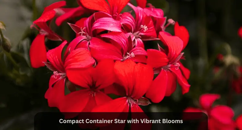 Geranium beautiful leaves