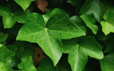 Hedera Helix evergeen vine - green leaves