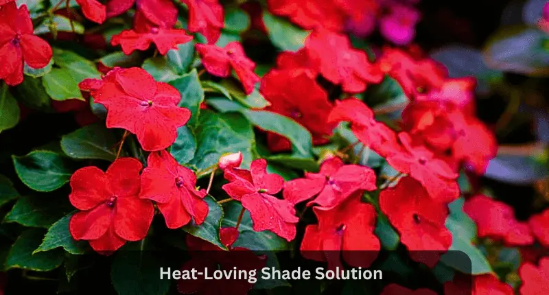 Impatiens for shady spot