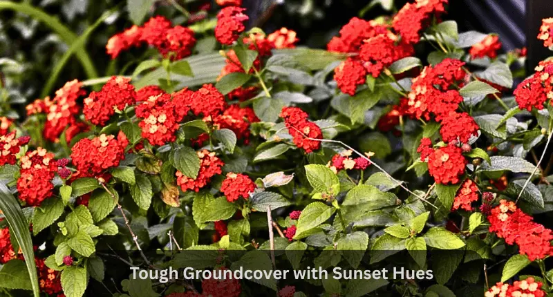 Lantana camara red flowers