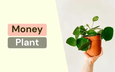 Money Plant heart-shaped leaves - easy grow in pots or water bottles