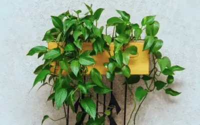 Money Plant vines on wall - Indian home lucky plant