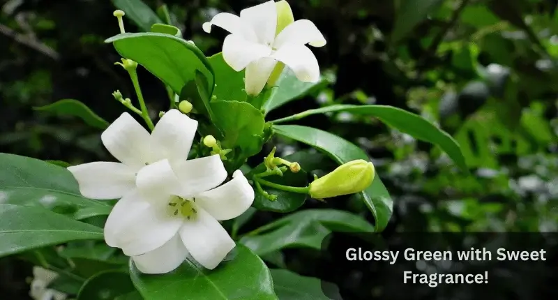 Fragrant Orange Jasmine white blooms
