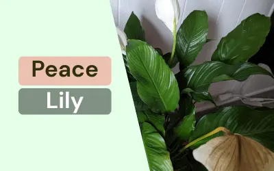 Peace Lily white flowers removes ammonia from air
