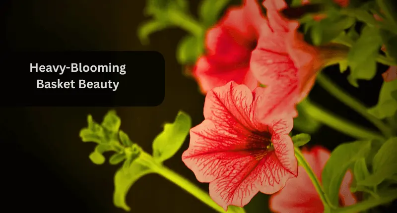 Petunia plant