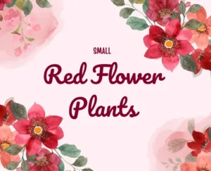 10 Best Small Red Flower Plants for Indian Home Garden