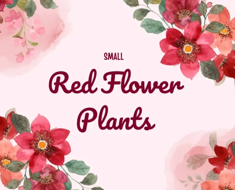 10 Best Small Red Flower Plants for Indian Home Garden