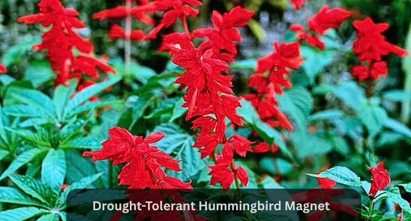Salvia small red flowers