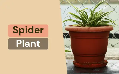 Spider Plant in pot - easy home plant for beginners