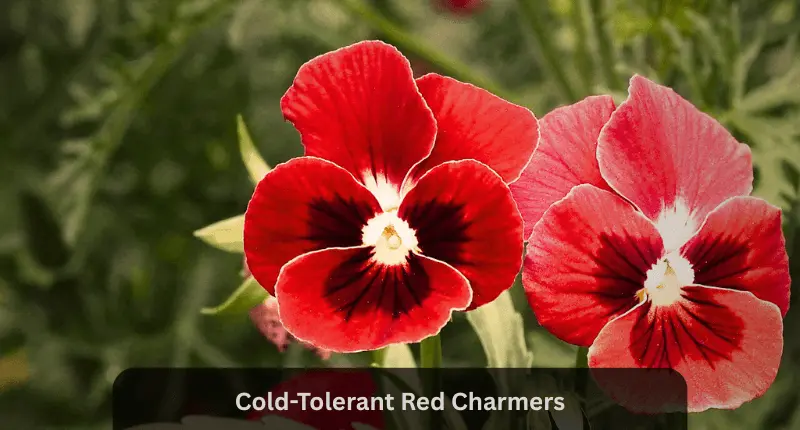Viola red blossoms