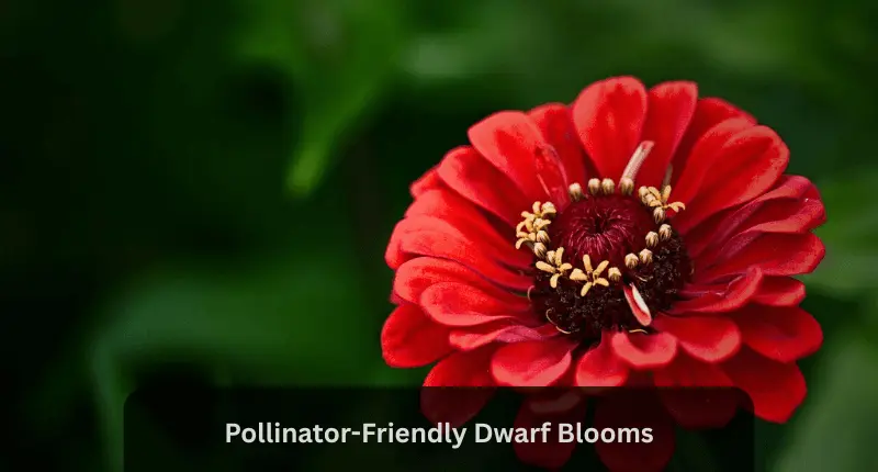Zinnia red flower