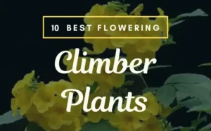 10 Best flowering climber plants name with pictures