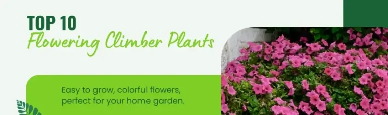 10 flowering climber plants name