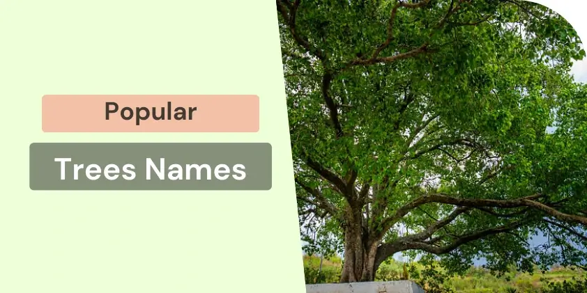 42 Trees Name in English with Scientific Facts