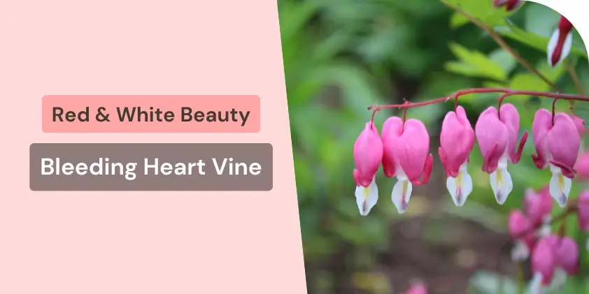 Bleeding Heart vine with red and white flowers