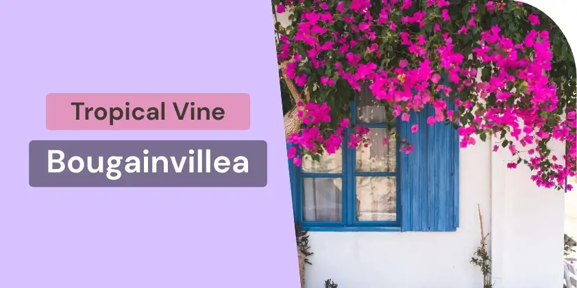 Bougainvillea flowering climber plant