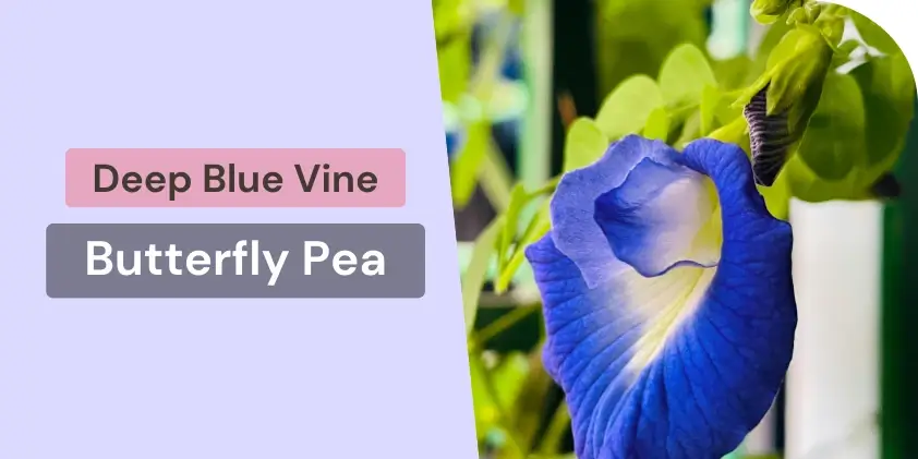 Butterfly Pea with deep blue flowers on a garden fence