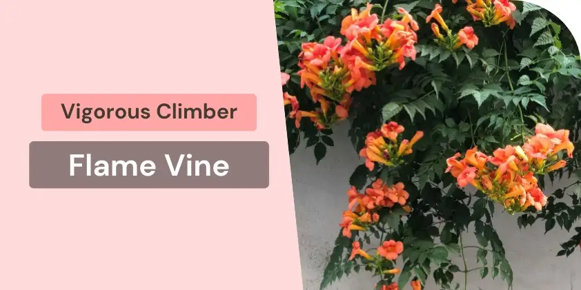 Flame vine vigorous climber
