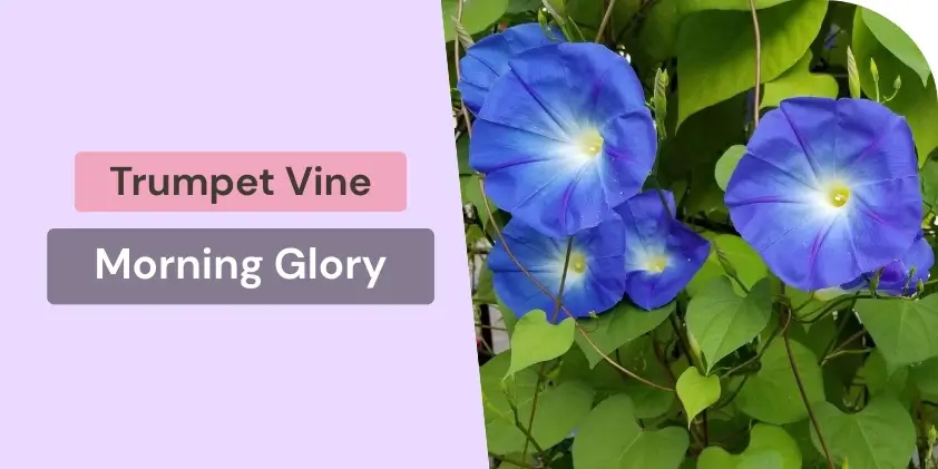 Morning Glory vine with blue flowers and green leaves