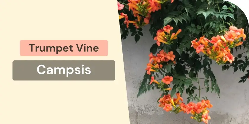 Trumpet vine climber
