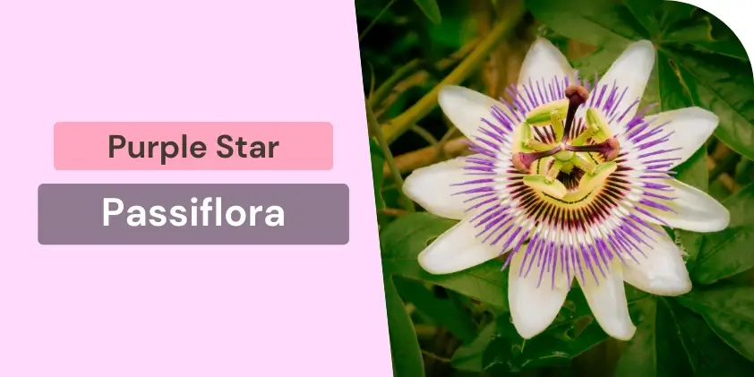 Passiflora purple star flower in home garden