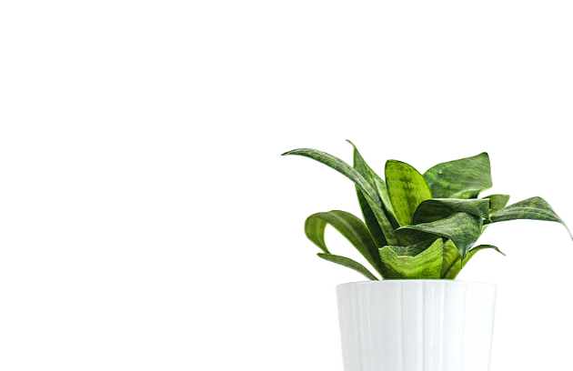 Air purifier plants for better home