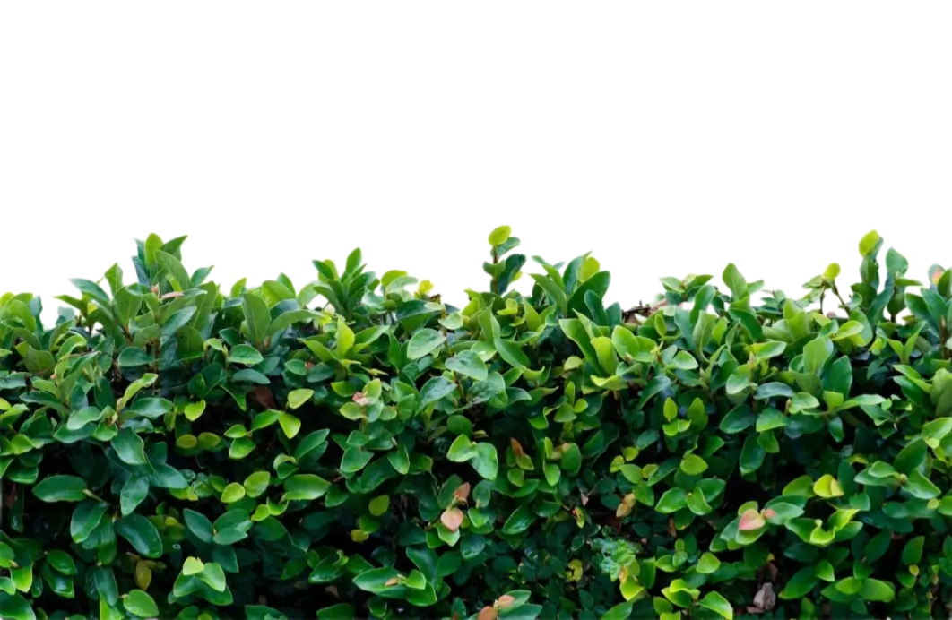 climbers, vines and creeper plants