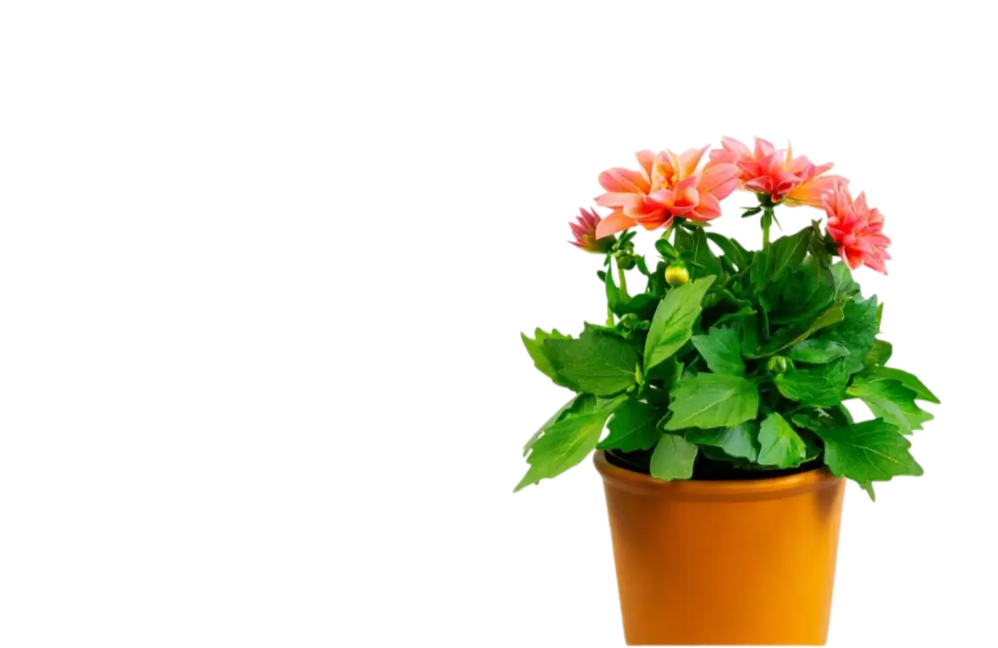 Outdoor flowering plants