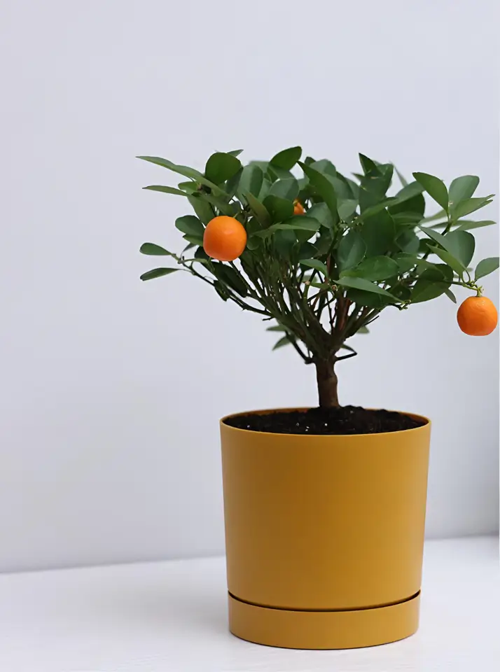 Fruit plants for home garden